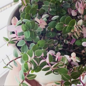 Meet your Posher, Kitty